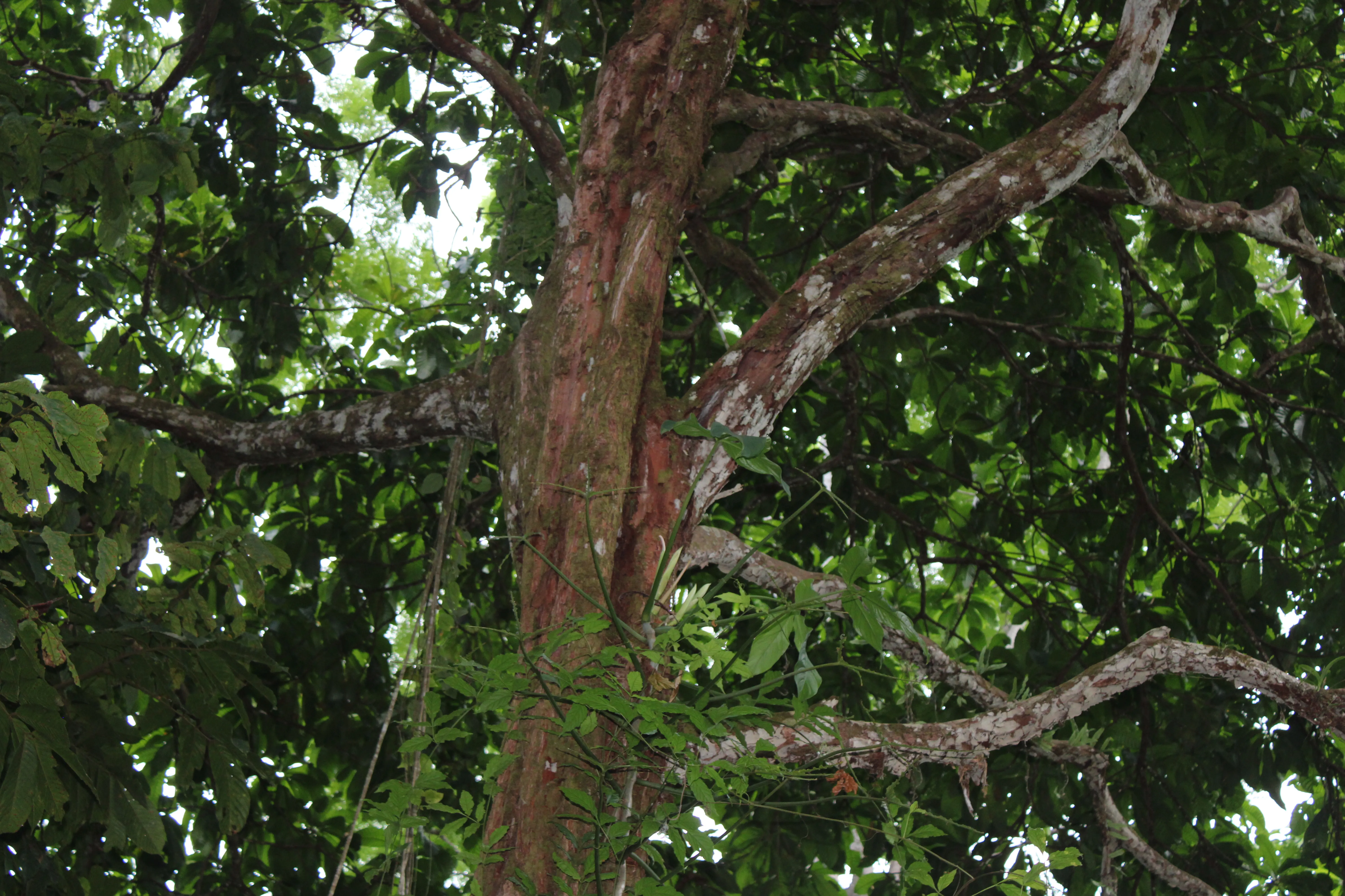 Aspidosperma myristicifolium